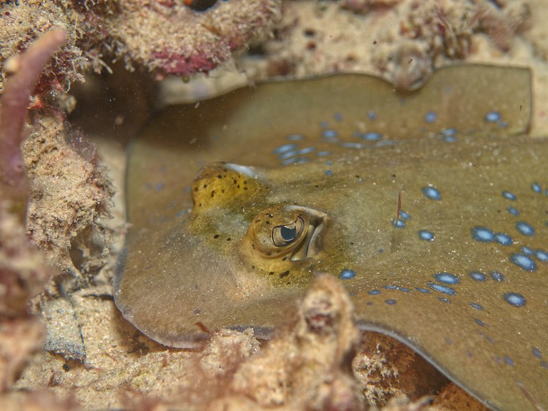 Blue spotted sting ray, Bounty